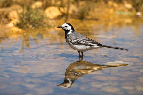 Wagtail, Motacilla Alba, White Wagtail, Bath, Bird Bath, Birds, Mirror, Passeri, Songbirds,