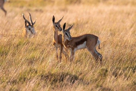 Cute young animals, springbok (Antidorcas marsupialis) in meadow, Mountain Zebra National Park,