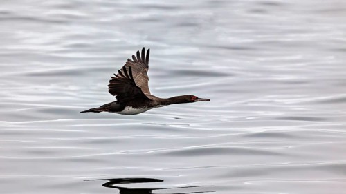 A bird flies just above the water's surface, which reflects its silhouette: guano cormorants, also