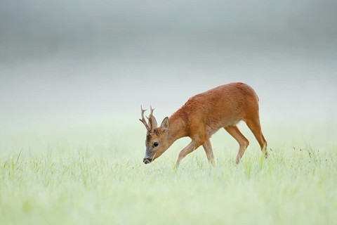 European roe deer (Capreolus capreolus), a roebuck in a meadow in the morning mist, North