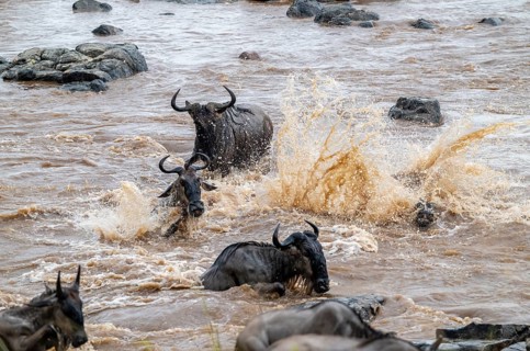 The Great Migration: Huge herds of wildebeest (Connochaetes taurinus) cross the Mara River and swim