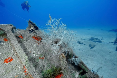 Philippine fern (Macrorhynchia philippina), cnidarian, on an underwater wreck, dive site: the