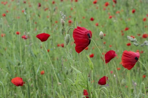 Corn poppy (Papaver rhoeas), Emsland, Lower Saxony, Germany
