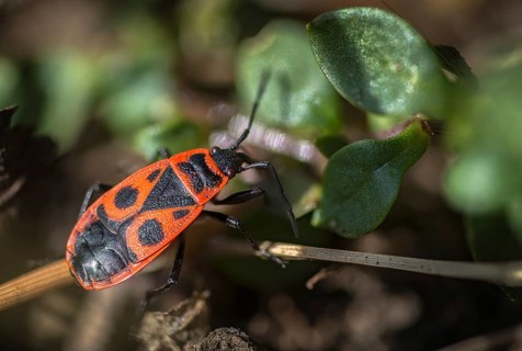 Firebug, common fire bug, heteroptera, Pyrrhocoris apterus, insects, bugs