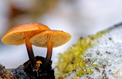 Enoki, Flammulina Velutipes, Common Velvet Foot, Velvet Foot, Winter Mushrooms, Fungus, Futu, Ice,