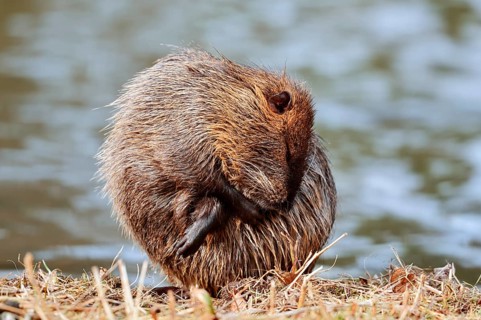 Nutria or swamp beaver (Myocastor coypus) grooming its fur on the bank, North Rhine-Westphalia,