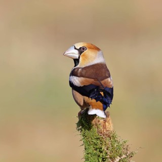 Hawfinch (Coccothraustes coccothraustes), male, perched on a moss-covered branch, Wilnsdorf, North