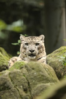 A snow leopard rests amongst moss-covered rocks in its natural habitat, snow leopard (Uncia uncia)