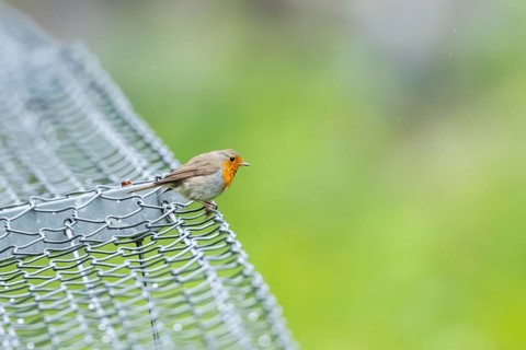 European robin (Erithacus rubecula) sitting on a fence, Bavaria, Germany