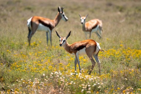 Young springbok (Antidorcas marsupialis) in a flower meadow, Mountain Zebra National Park, South