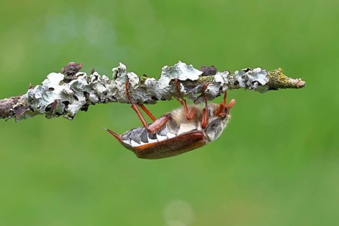 Cockchafer, forest cockchafer (Melolontha hippocastani), male, on a branch, close-up, Wilnsdorf,