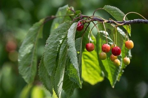 Cherry tree with cherries (Prunus avium), Schleswig-Holstein, Germany