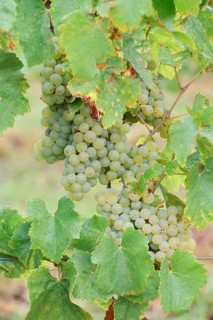 Grapes on vine, Riesling grape variety, Alsace, Grand Est, France