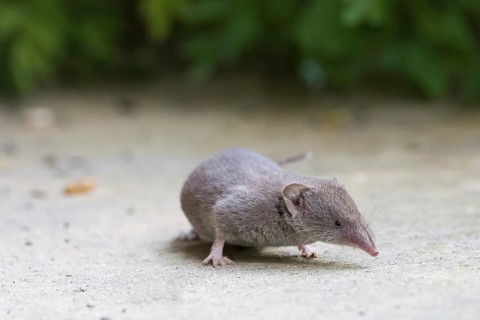 Common shrew (Crocidura russula) on the ground against a green background in its natural habitat,