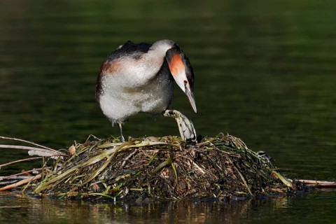 Great Crested Grebe (Podiceps cristatus) on its nest, North Rhine-Westphalia, Germany