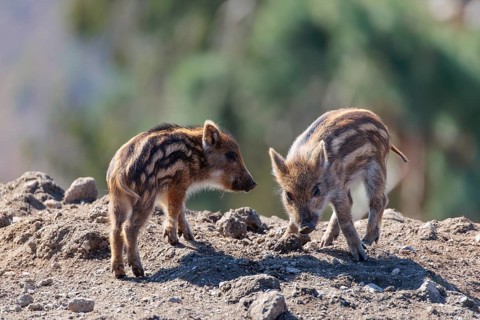 A group of young wild boar (Sus scrofa) searches for food on a mound of earth on a sunny day. A