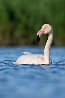 A greater flamingo (Phoenicopterus roseus) swimming in a pond, Camargue Regional Nature Park,