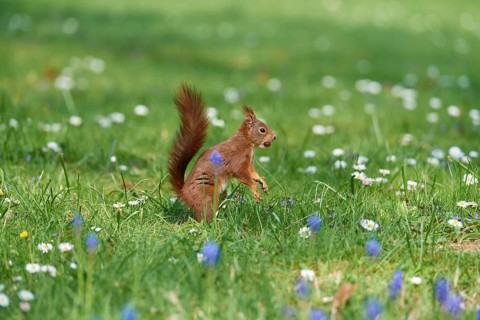 A jumping squirrel moves through a flowery spring meadow, Eurasian red squirrel (Sciurus vulgaris),
