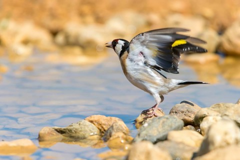 Carduelis carduelis, goldfinch, goldfinch, goldfinch, bath, bird bath, birds, flying, flight,