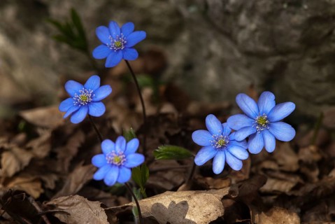 Common hepatica, buttercup, hepatica nobilis, liverwort, ranunculaceae, flora, spring, liverwort,