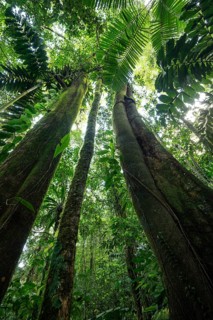 Daytime low-angle view looking up at tall Kapok trees (Ceiba pentandra), stilt palms (Iriartea