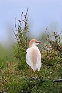 Cattle egret (Bubulcus ibis), with a red beak, in breeding plumage, perched on a branch, Camargue,