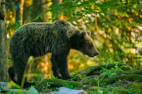 A bear in a green woodland area, surrounded by moss and plants, looks calm and peaceful – European