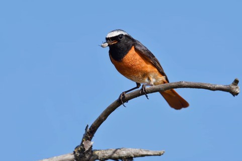 Redstart (Phoenicurus phoenicurus), a male perched on a branch with a spider it has caught, North