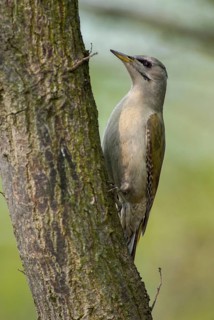 Grey-headed Woodpecker woodpecker, grey-faced woodpecker, grey-headed woodpecker, picus canus,