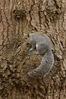 Grey squirrel (Sciurus carolinensis) adult animal on a tree trunk in a woodland, England, United