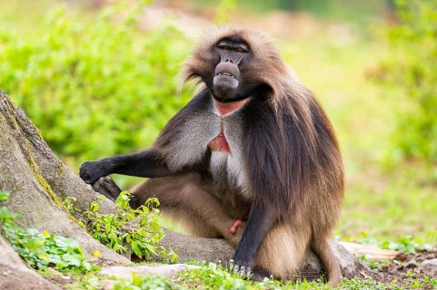 Gelada (Theropithecus gelada) male sitting on a meadow, captive, distribution africa