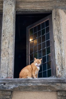 Orange-white house cat sitting on a window sill in the historic old town of Angers, Maine-et-Loire