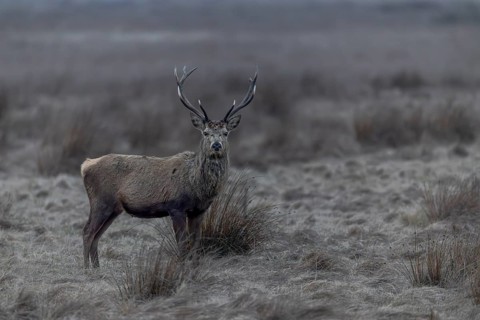 Young red deer (Cervus elaphus) are still wearing their antlers, but before long they too will have