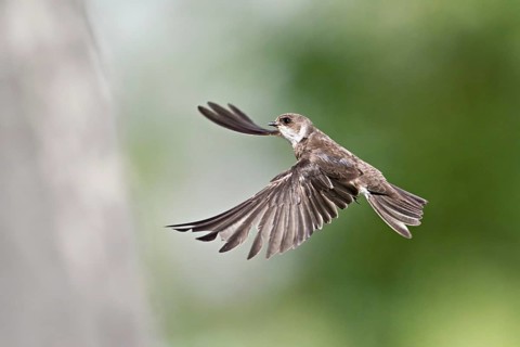 Sand martin (Riparia riparia), approaching the breeding tube, Reussegg nature reserve, Canton