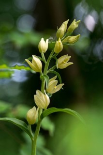 Pale woodbird, cephalanthera damasonium, orchidaceae, orchids, orchids, woodbirds, flora, high