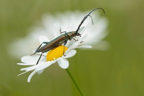 Musk beetle (Aromia moschata) adult insect on an Oxeye daisy flower in summer, Cambridgeshire,