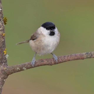 Marsh tit (Parus palustris) sitting on a branch, Wilnsdorf, North Rhine-Westphalia, Germany
