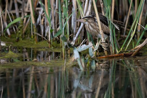 Little Bittern (Ixobrychus minutus) in the reeds, Remich Lagoon, Luxembourg