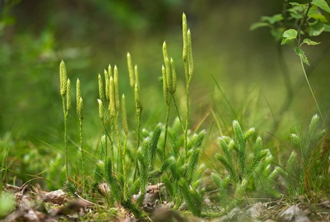 Bearlops, Vascular Plants, Clubbearlop, Lycopodiaceae, Lycopodium Clavatum, Tracheophyta, Wolfclaw,