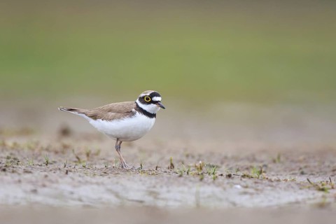Little Ringed Plover (Charadrius dubius) male, North Rhine-Westphalia, Germany