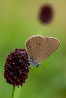 Ant blue, dark meadowbutton ant blue, dusky large blue, glaucopsyche nausithous, maculinea