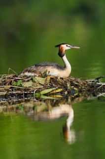 Great Crested Grebe (Podiceps Scalloped ribbonfish) sitting on its nest, North Rhine-Westphalia,