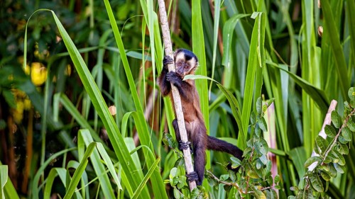 A monkey climbs a bamboo trunk in the lush green jungle, a crested capuchin monkey (Sapajus apella)