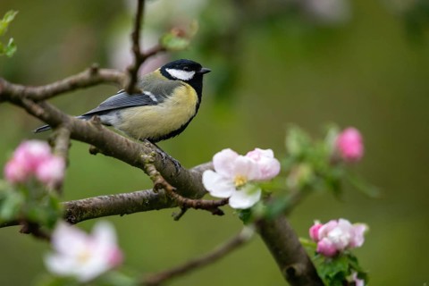 Great tit, great tit, fruit tree blossom, parus major, birds, spring, garden birds, tits, passeri,