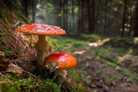 Amanita citrina, amanita muscaria, sweeper, toadstool, chimney sweeper, red toadstool, bead agaric,