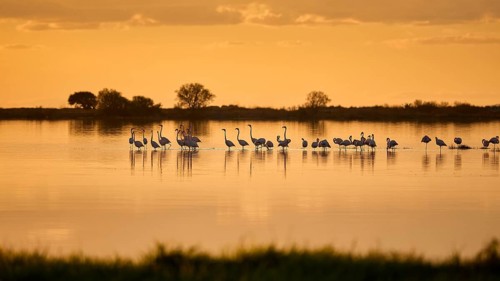 Flamingos rest in water in the golden light of sunset, flamingos, tigaki, alikes, salt lake, Kos,