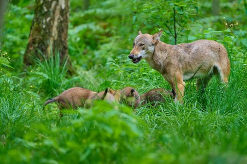 A female wolf and her pups in a green woodland setting, summer, wolf (Canis lupus), Germany