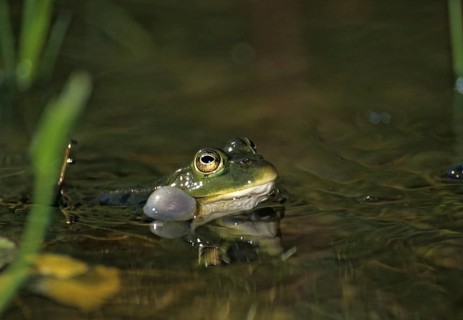 Edible Frog, Pelophylax Esculentus, Pelophylax Kl. Esculentus, Rana Kl. Esculenta, Pond Frog,