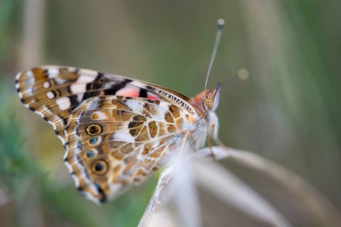 Cynthia Cardui, Painted Lady, Vanessa Cardui, Butterfly, Insects, Insects, Butterfly, Butterflies