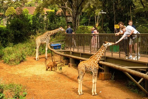 Nairobi, Kenya - 14th october, 2025: tourist visitors feeds an endangered Rothschild giraffe from a